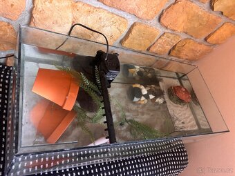 Axolotl - 3