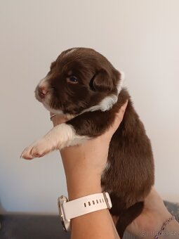 Border kolie - 3