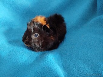 Malé morčátko vhodné na domácího mazlíčka - 3