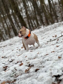 FENKA AMERICAN BULLY POCKET (ABKC,ABR) - 3