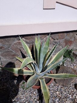 Agáve americana - 3
