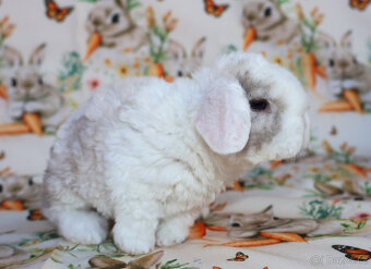 Zakrslí rex beránci . - 3