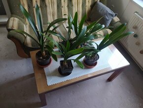 Krásné zdravé pokojové rostliny klívie - 3
