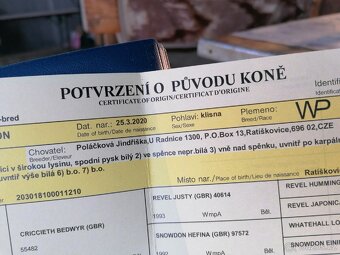 Prodám ponny kobylku - 3