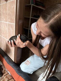 Knírač malý - 3
