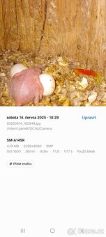 Amazoňan oranžovokřídlý - 3