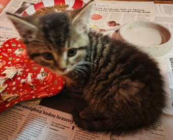 Daruji krásná hravá koťátka - 3