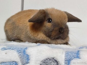 Minilop Samička Durynská - 3