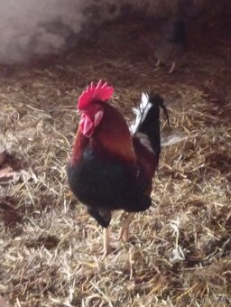 Prodám kohouty - 3