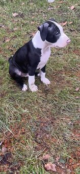 Americký Pittbul - 3