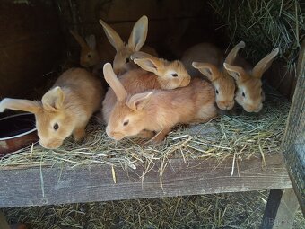 Burgundsky kralik - 3