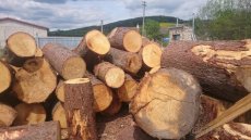 Palivové dřevo smrkové Prachatice a okolí do 50 Km - 3
