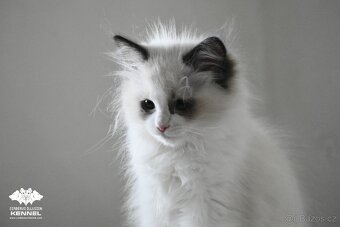 Ragdoll s PP – nádherná seal bicolor kočka na výstavy a chov - 3