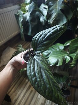 Monstera Karstenianum ( Peru ) č.3 - 3