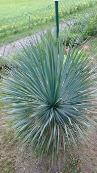 Yucca Rostrata - 3