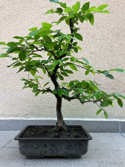 Bonsai, Bonsaj, jamadori, habr - 3