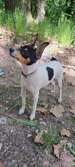 Americký toy foxterrier - 3