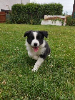 Border kolie bez PP - 3