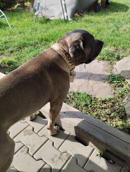Cane corso - 3