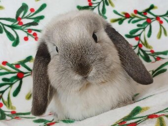 Volná samička - Anglický Zakrslý Beránek MiniLop🍑🧡 - 3