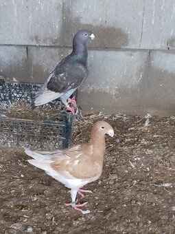 Německý výstavní holub - 3