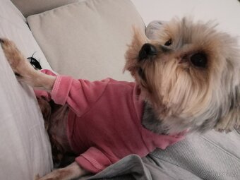 Jorkšírský teriér fenka 8 let - 3