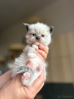 Ragdoll kotě s PP / Ragdoll s PP - 3