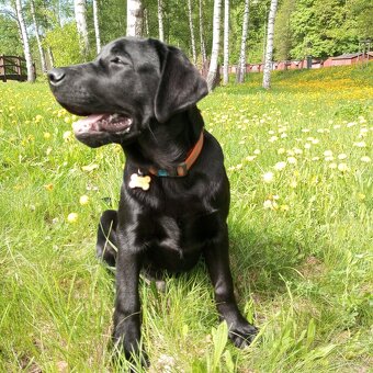 Labrador retriever - 3