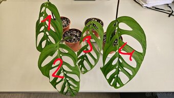 Monstera esqueleto - 3