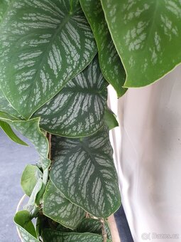 Monstera Dubia - 3