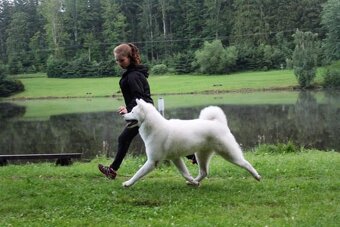 Akita Inu krycí pes s PP - 3