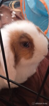 Mini Lop - 3