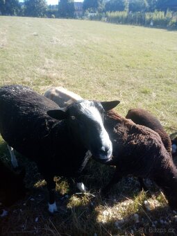 Zwartbles - 3