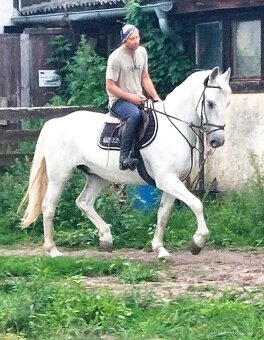 14 letý Kladrubský kůň - 3
