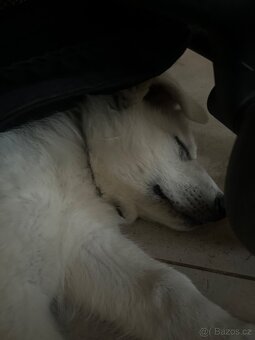 Prodám štěně bílého švýcarského ovčáka - 3