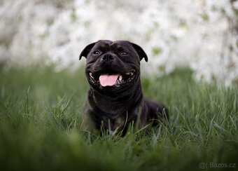 Stafordšírský bulteriér - Krycí pes - 3