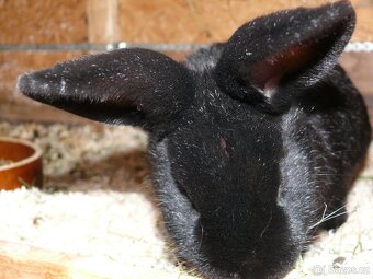 Prodám křížence králíků - 3