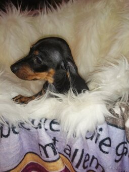 Jezevčík trpasličí - 3