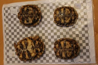 Predám Malacochersus tornieri-Želva  skalní - 3