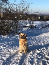 Možnost krytí. Zlatý retriever. - 3