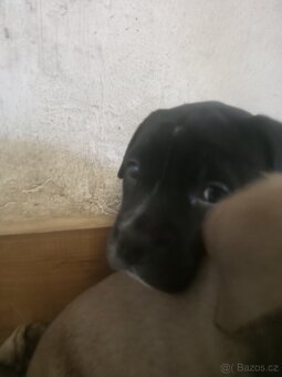 Štěně pitbull - 3