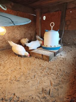 Leghorn americký- kohout - 3