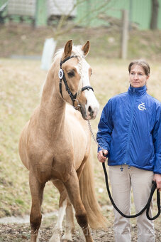 Připouštění welsh Cob D isabela - 3