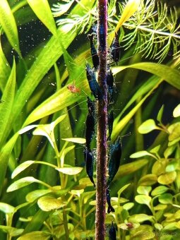 Krevetky neocaridina Blue dream - 3