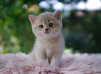 Britská koťátka  v exkluzivních barvách - 3