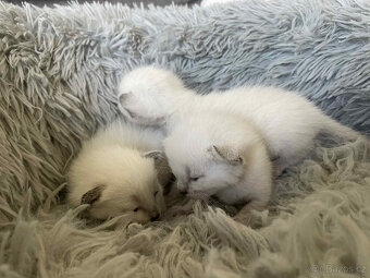 Thajská koťátka/kočka s PP - 3