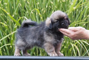 Tibetský španěl s průkazem původu - 3