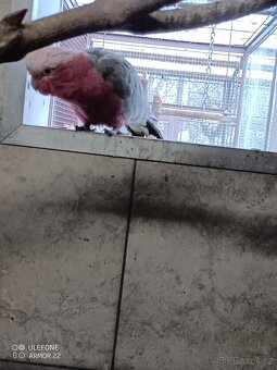 Kakadu růžový samec - 3