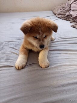 Akita inu - 3