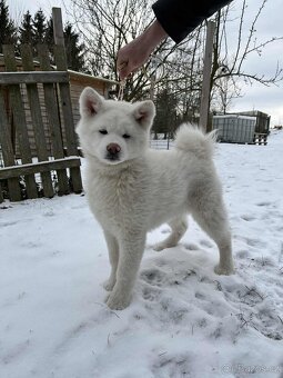 Akita Inu s PP - 3